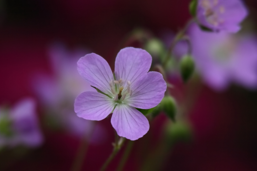 2013 05 16 IMG 06686